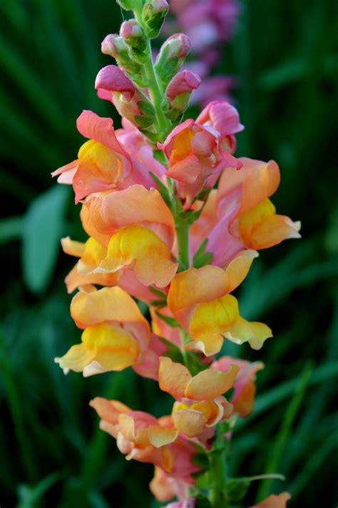 Snapdragon Snapdragon Flowers, Welcome To My House, Cut Flower Garden ...