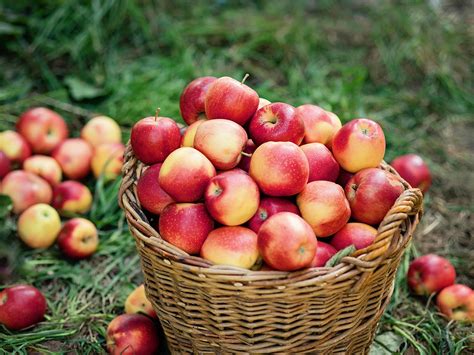 29 Farms and Orchards for Apple Picking Near NYC in 2022