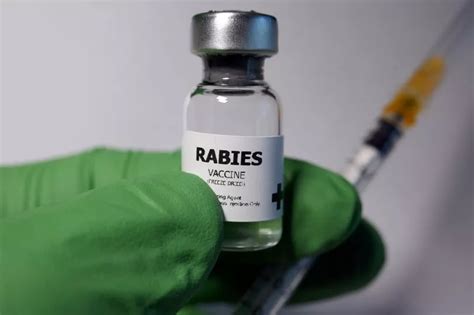 What is rabies and can you get it in Scotland as new vaccine performing ...