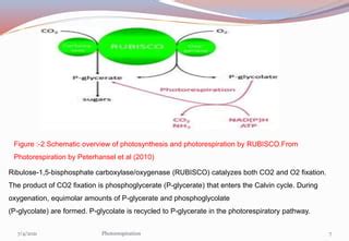 PHOTORESPIRATION(C2 cycle)/Glycolate Cycle/PCO Cycle | PPT