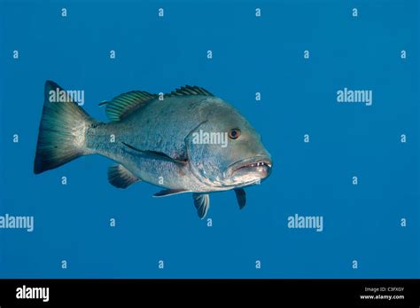 Dog teeth snapper hi-res stock photography and images - Alamy