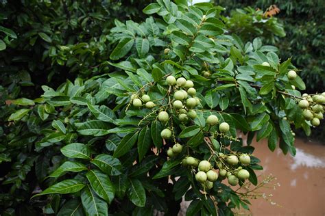 New Guide Details Pest-Management Practices for Longan