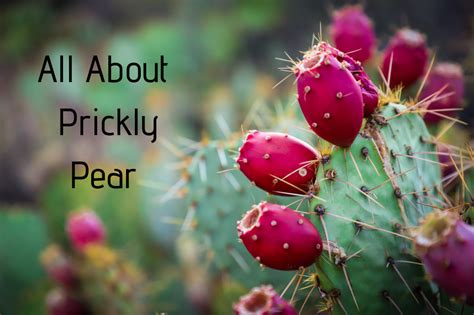 Prickly Pear Cactus Fruit Near Me : Some fruits will usually have more ...