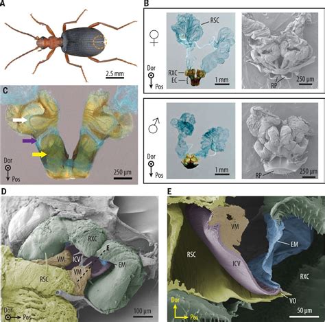 Mechanistic origins of bombardier beetle (Brachinini) explosion-induced ...