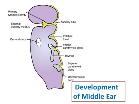 Development of the Ear - Overall Science