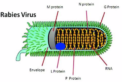 Rabies Virus Model