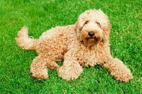 Labradoodle: everything about this Labrador and Poodle Mix - DogsPlanet.com