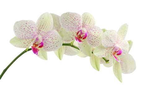 Beautiful Orchid Flower Wallpaper - WallpaperSafari