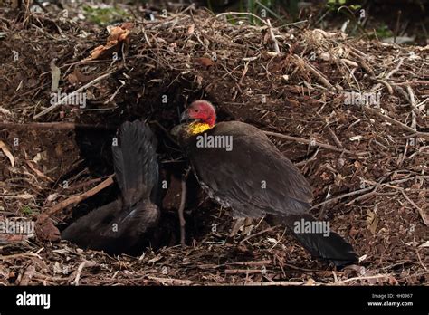 Australian Brush or bush turkey female digging nest hole with male ...