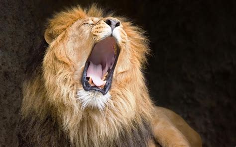 Lion HD Wallpapers 1080p - WallpaperSafari