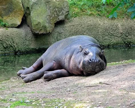 Pygmy Hippo - Facts, Diet, Habitat & Pictures on Animalia.bio