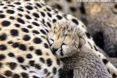 Animals Zoo Park: Cheetah Cubs Pics, Photos,