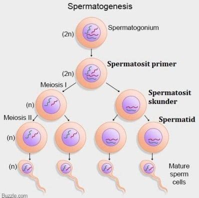 What Is Spermatogenesis