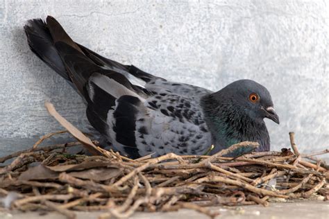 Pigeon Control -Nest Removal - HF Pest & Bird Control