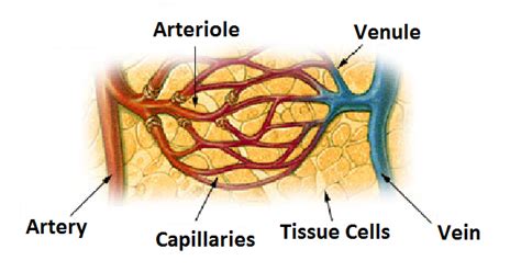 18.2E: Arterioles - Medicine LibreTexts