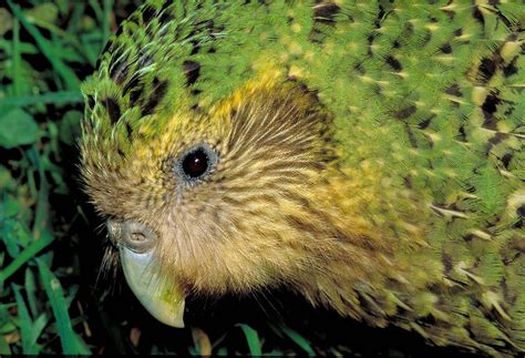 Strigops habroptilus - kakapo photos | Kakapo, Flightless parrot, Most ...