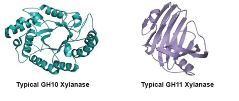 Xylamax® xylanase for poultry nutrition