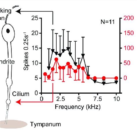 | Timeline of evolution of important ear structures in vertebrates and ...