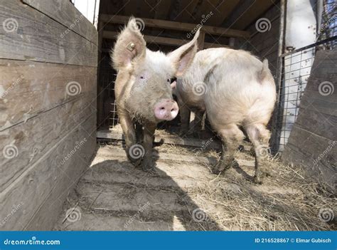 Pig breeding in a pigsty stock image. Image of livestock - 216528867