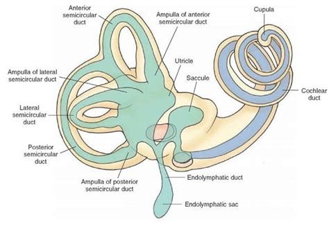 Auditory and Vestibular Systems (sensory System) Part 1 | Inner ear ...