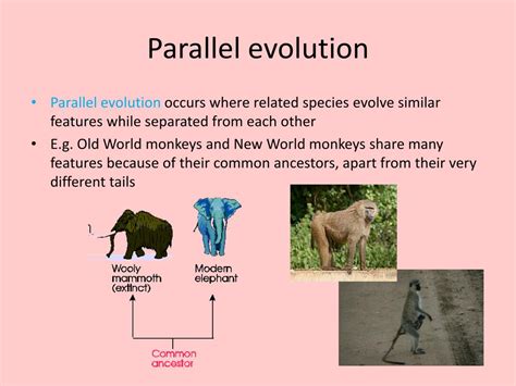 PPT - Speciation PowerPoint Presentation, free download - ID:2205204