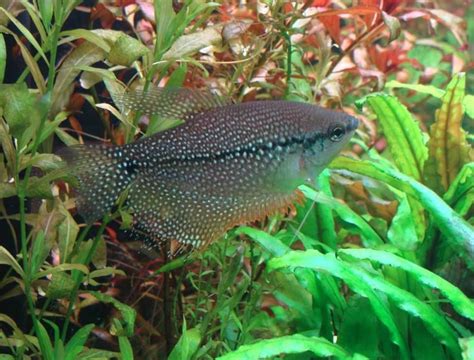 All About Pearl Gourami: Size, Tank Requirements and More