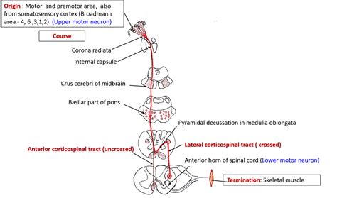 Ascending and Descending Tracts - spinothalamic, spinocerebellar ...