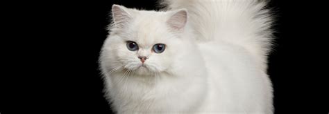 Persian Cat Personality, Temperament - Whiskas Philippines