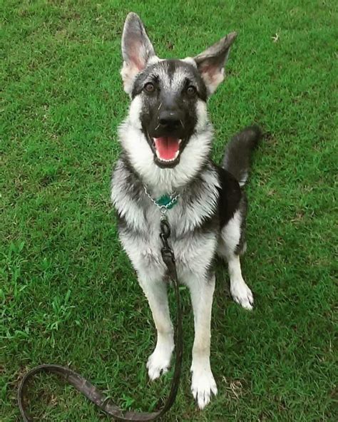 Coyote Shepherd (German Shepherd & Coyote Mix) Info, Facts, Pictures ...