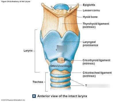 cartilage of larynx/trachea Diagram | Quizlet