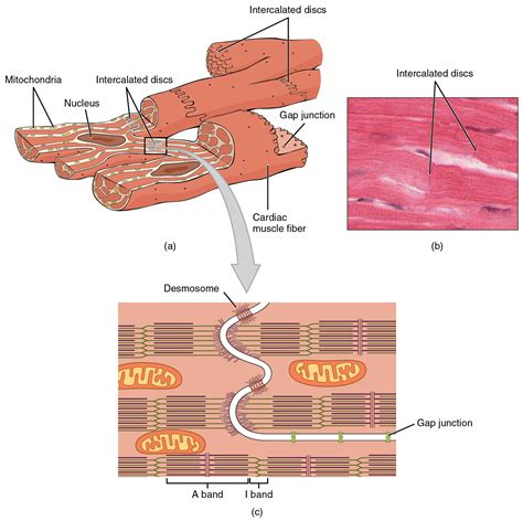 File:2017abc Cardiac Muscle.jpg - Wikimedia Commons