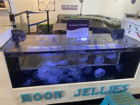 Critter Corner - Moon Jellyfish Touch Tank - ZooChat