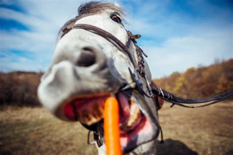 Horse Carrot Stock Photos, Pictures & Royalty-Free Images - iStock