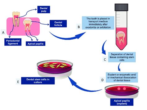 sources of dental stem cells and their isolation. A: main sources of ...