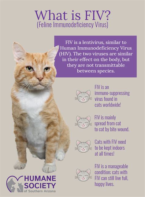 FIV+ Cats — Purrfect Pound Pals