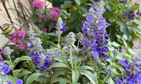 Native Perennials for Central Texas - Backbone Valley Nursery