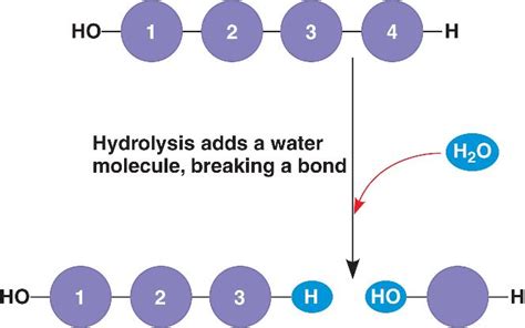 hydrolysis.html 05_02bPolymers-L.jpg