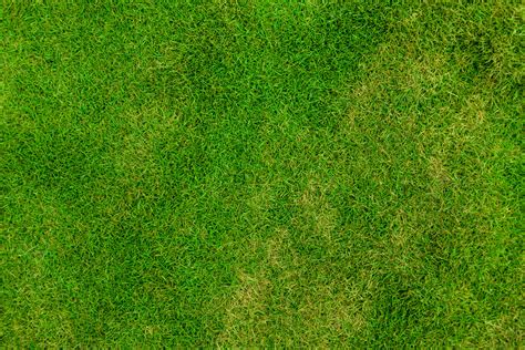 Free photo: Grass texture - Abstract, Seamless, Outdoor - Free Download ...