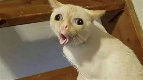 Coughing Cat Meme Template - Piñata Farms - The best meme generator and ...