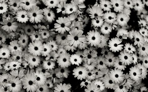 Black And White Flower Desktop Wallpaper