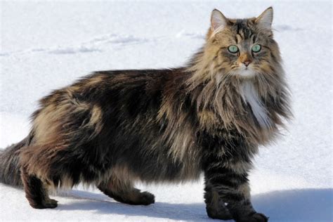 Norwegian Forest Cat: Pictures, Info & Traits - Catster