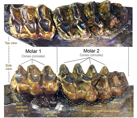 Fossil of the month: Mastodon teeth and jaw fragment