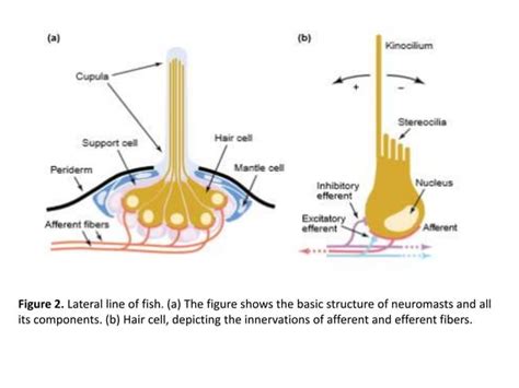 Lateral line system