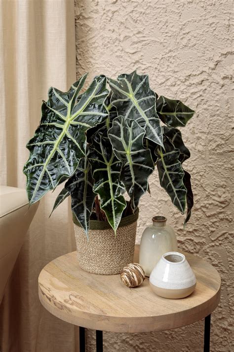 alocasia_amazonica_mythic_gryphon_jewel_alocasia_tag.jpg | Proven Winners