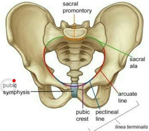 Linea terminalis | Medical anatomy, Biology notes, Anatomy