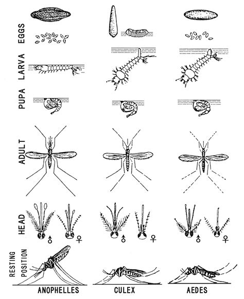 Gambar Larva Anopheles – retorika