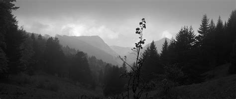 Download wallpaper 2560x1080 valley, hills, trees, black and white ...