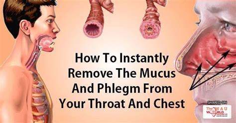 How to remove mucus and phlegm from your throat and chest instantly ...