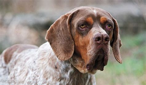 catalburun dog - From Turkey. check out the nose! | Rare dog breeds ...