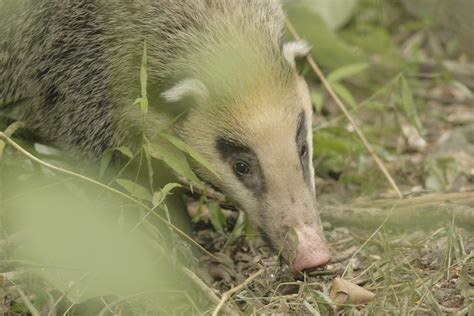 Greater Hog Badger in July 2012 by Wich'yanan L · iNaturalist